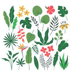 Tropical Leaves And Flowers, Jungle Flowers, Flower Flat, Jungle Leaves, Leaves Illustration, Leaf Flowers, Stock Photography Free, Flat Style, Flat Illustration