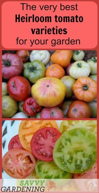 Strawbale Garden, Heirloom Plants, Heirloom Tomato Plants, Heirloom Tomatoes Varieties, Tomatoes Growing, Tomato Growing, Tomato Varieties, Tips For Growing Tomatoes, Growing Tomato Plants