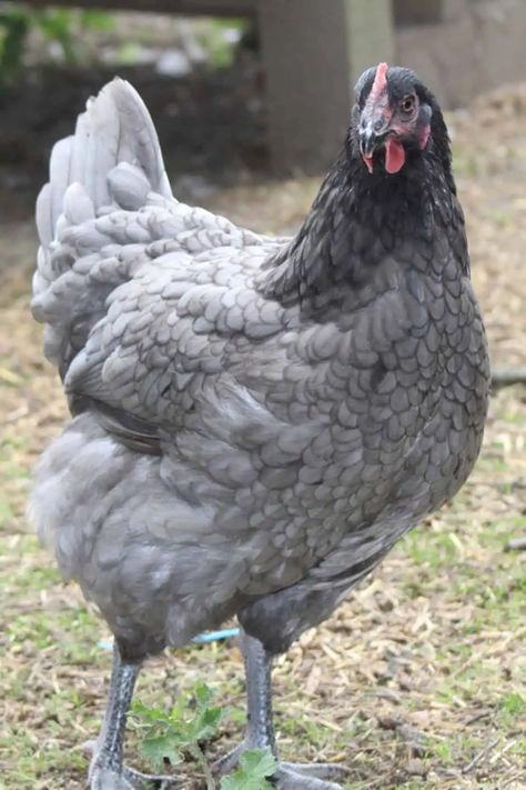 Top 6 Grey Chicken Breeds (with Pictures) Plymouth Blue Rock Chicken, Grey Chicken Breeds, Lavender Chicken Breed, Production Blue Chicken, White Chickens Breeds, Blue Australorp Chickens, Silver Laced Wyandotte Hen, Blue Plymouth Rock Chicken, Maran Chicken Breeds