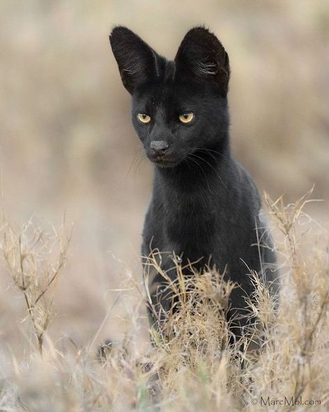 𝔙𝔞𝔪𝔭𝔦𝔯𝔞 on Twitter: "Rare Melanistic Serval.… " Black Serval, Melanistic Animals, Serval Cat, Small Wild Cats, Serval Cats, Rare Cats, Big Cats Art, Exotic Cats, Unusual Animals