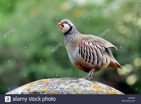 Download this stock image: Red legged french partridge alectoris rufa - A5AHK6 from Alamy's library of millions of high resolution stock photos, illustrations and vectors. Partridge Bird, Thomas Harris, Bird Ornaments, Partridge, Red Birds, Draw On Photos, Christmas Illustration, Pheasant, Green Wallpaper