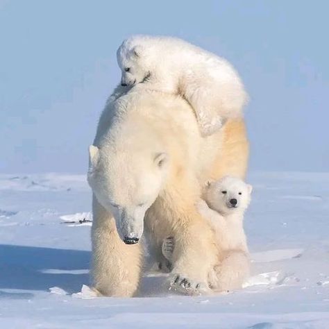 Polar Bear Images, Baby Polar Bears, Love Bear, Bear Cubs, Polar Bears, Cute Wild Animals, Grizzly Bear, Cute Animal Pictures, Cute Cats And Dogs