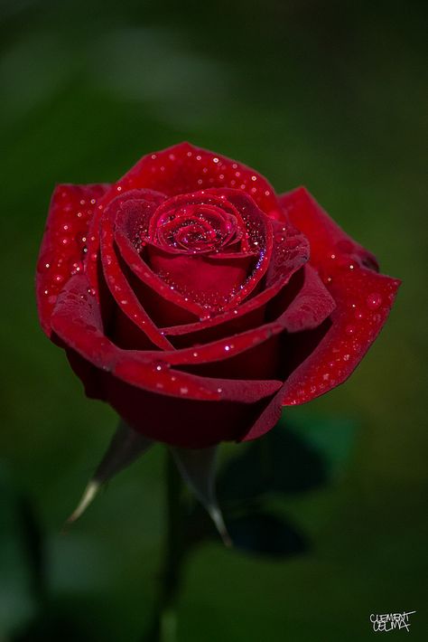 Rose Flower Photos, Red Roses Wallpaper, Single Red Rose, Rose Flower Wallpaper, Beautiful Red Roses, Rose Pictures, Love Roses, Flowers Wallpapers, Dew Drops