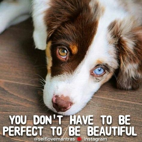 You are a beautiful person.   You have a beautiful mind and soul.   You don't have to be perfect.   Nobody is.  Embrace your beauty and don't be afraid to show it to the world. Blue Eyed Dog, Sheep Dog Puppy, Australian Shepherds, Dream Dog, Cute Animals Images, West Highland Terrier, Border Collies, Scottish Terrier, Terrier Dogs