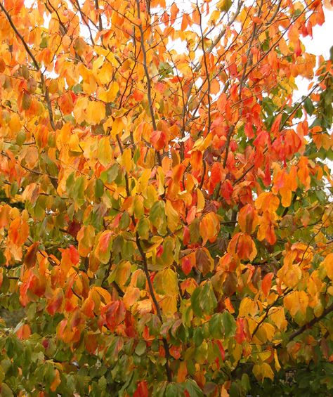 Parrotia Persica, City Tree, Urban Tree, Street Trees, Specimen Trees, Plant List, Evergreen Trees, Winter Flowers, Deciduous Trees