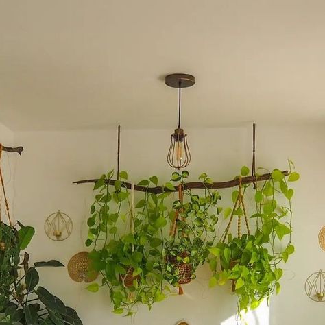 Hanging Plants From A Branch, Diy Tree Branch Plant Hanger, Branch Plant Hanger, Branch Hanger, Tree Branch Hanger, Crichet Plant Hanger, Green Wood, House Plants Decor, Plant Decor