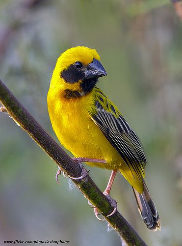 Asian Golden Weaver Male ( Ploceus hypoxanthus ) | Asian Gol… | Flickr Baya Weaver, Weaver Bird, Bird Paintings, Bird Photos, Most Beautiful Birds, West Art, Bird Tattoo, Bird Watcher, Sparrows