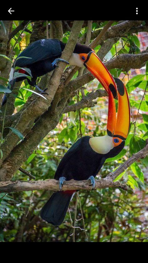 Toucan Art, Toco Toucan, Most Beautiful Birds, Pet Bird, Animal Sketches, Bird Pictures, Exotic Birds, Tropical Birds, Pretty Birds