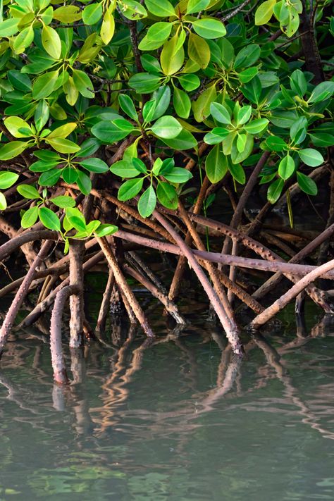 Florida Mangroves, Left Arm Tattoo, Retro Florida, Florida Fish, Florida Life, Mangrove Forest, Storm Surge, Coastal Life, Marco Island