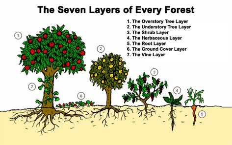 (Artwork by Graham Burnett from his book “Permaculture A Beginners Guide” – www.spiralseed.co.uk) Every forest in the world has a minimum of seven layers. (Some tropical and subtropical forests have up to nine layers and depending on how... Food Forest Garden, Permaculture Gardening, Permaculture Design, Edible Landscaping, Food Forest, Forest Garden, Food Garden, Companion Planting, Growing Food