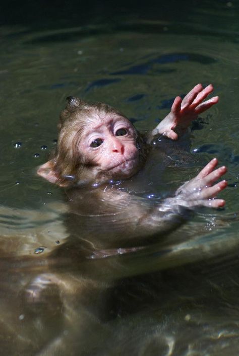 swimming Chien Golden Retriever, Snow Monkey, Monkey Pictures, A Monkey, Monkeys Funny, Cute Monkey, Little Monkeys, Baby Monkey