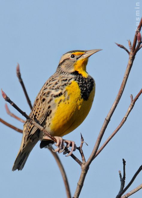 Meadow Lark, Western Meadowlark, Scout Knots, Moss Tree, Bird Identification, Kinds Of Birds, Colorful Bird, Bird Photo, Colorful Birds