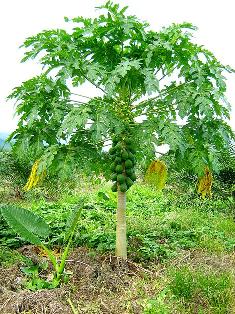 Papaya tree Papaya Plant, Papaya Tree, Perennial Vegetables, Best Perennials, Tropical Tree, Banana Tree, Tree Care, Fruit Plants, Fruit Garden