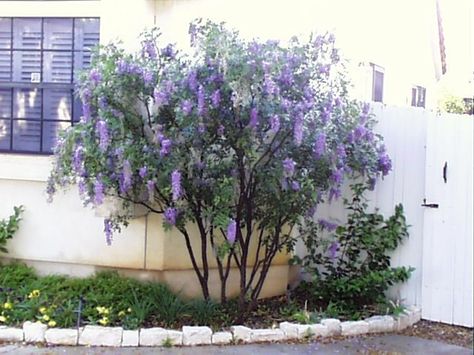 Drought tolerant ideas for landscape in Texas on Pinterest ... Texas Mountain Laurel, Texas Landscaping, Patio Trees, Florida Gardening, Rock Garden Design, Texas Gardening, Mountain Laurel, Front Yards, Yard Design