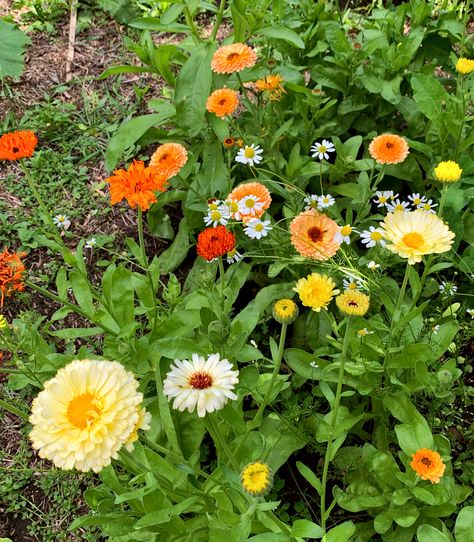 10 Easiest Annual Cut Flowers to Grow From Seed and 2 to Avoid Backyard Cut Flower Garden, Cut Flowers To Grow, Flowers From Seed, Grow From Seed, Growing Cut Flowers, Flowers To Grow, Cut Flower Farm, Small Front Yard Landscaping, Starting A Vegetable Garden