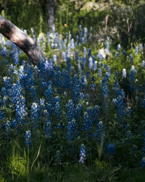 Bluebonnets in full bloom are truly a sight to behold, aren’t they? 😍 Make sure to follow @chaseprettyplaces for more content like this. DM to collaborate. 🤝 . . #Texas #bluebonnets #springtime #wildflowers #springintexas #nature #photography #getoutdoors #visitTexas #beautifuldestinations Blue Bonnet Flower, Visit Texas, Texas Bluebonnets, Flower Meanings, Camping Coffee, Get Outdoors, Blue Bonnets, In Full Bloom, Love Flowers