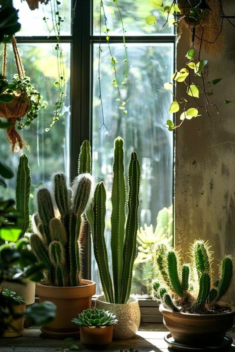 Cactus House, Cactus House Plants, Indoor Cactus, Cactus Care, Rainy Day Aesthetic, Cactus Types, Blown Glass Art, Plant Decor Indoor, Desert Plants