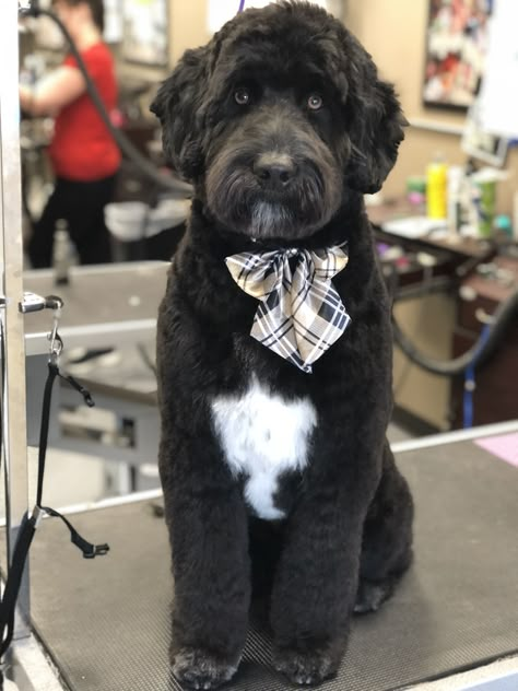 Newfypoo Haircut, Aussiedoodle Haircut, Doodle Haircut Styles, Berne Doodle, Australian Labradoodle Grooming, Labradoodle Grooming, Australian Labradoodles, Goldendoodle Grooming, Grooming Ideas