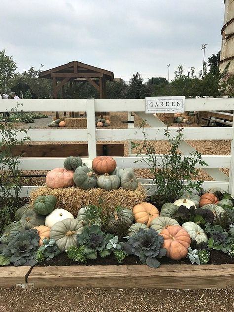 Industrial Laundry Room, Texas Thanksgiving, Magnolia Store, Laundry Room Shelving, Harvest Ideas, Magnolia Style, Pumpkins Ideas, Plant Stand Table, Fall Dec