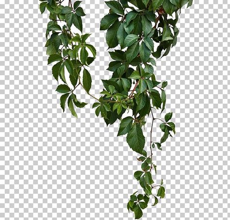 Virginia Creeper Vine, Wall Climbing Plants, Parthenocissus Tricuspidata, Plant Png, Virginia Creeper, Green Vines, Logo Design Free Templates, Leaves Illustration, Leaf Border