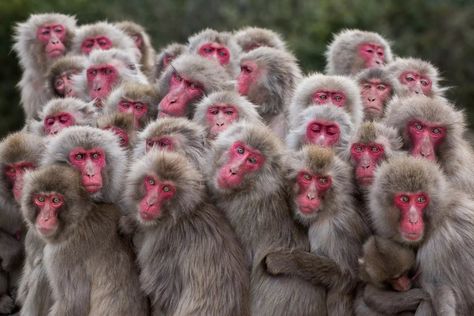 Japanese Macaques, Shodoshima Island, Japan. Japanese Monkey, Macaque Monkey, Baby Pandas, Japanese Macaque, Snow Monkey, Saul Leiter, Spider Monkey, Photography Competitions, Cute Monkey