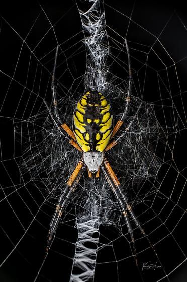 Garden Spider Tattoo, Yellow Garden Spider, Garden Spider, Yellow Garden, Spider Tattoo, Spider Art, Spiders, Macro Photography, Body Art