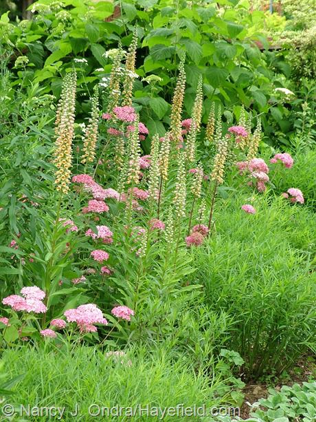 Digitalis Ferruginea, Plant Pairings, Pink Yarrow, Hydrangea Arborescens, Prairie Garden, Wild Garden, Pollinator Garden, Plant Combinations, My Posts