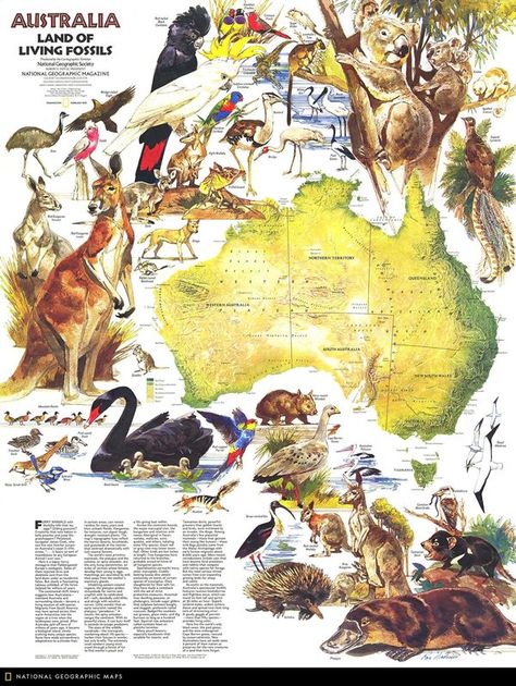 Australia School, National Geographic Maps, History Infographic, Living Fossil, Pet People, Australia Map, World Geography, Wall Map, Wall Maps