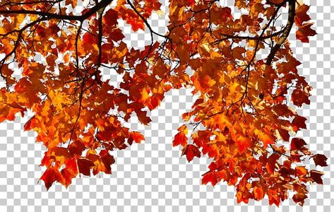 Leaf Png, Aesthetic Place, Autumn Leaf Color, Photoshop Png, Black And White Photo Wall, Autumn Png, December 30, Leaf Background, Leaf Coloring