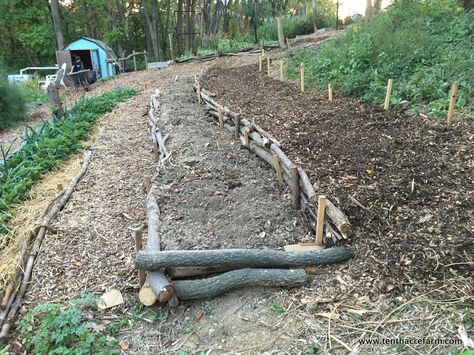 2 birds. 1 stone. Use up all the existing fallen timber to terrace the slope in the forest... Planting Fruit Trees, Landscaping On A Hill, Slope House, Hillside Garden, Sloped Backyard, Hillside Landscaping, Garden On A Hill, Sloped Garden, Permaculture Gardening