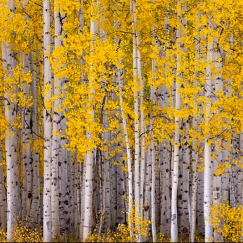 Silver birch trees - I'd love to have a silver birch garden.. Birch Tree Photography, Birch Garden, Aspen Forest, Trees Autumn, Tree Id, Birch Forest, Aspen Trees, Beautiful Trees, Silver Birch