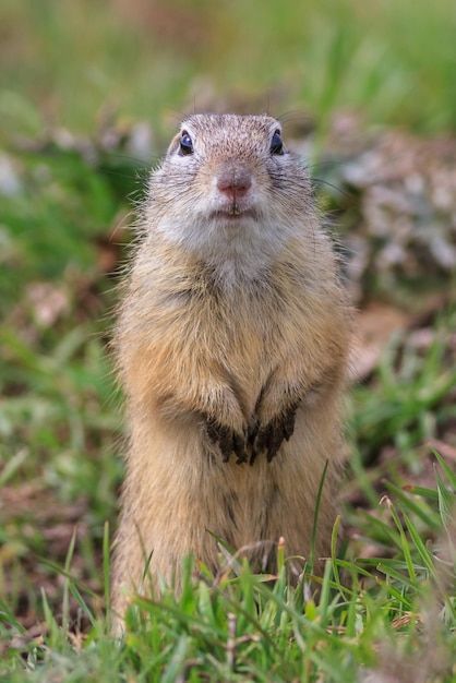 Prairie Dog Drawing, Cute Animal Tattoos, Prairie Dogs, Animal T Shirt, Wallpapers Beautiful, Animals Tattoo, Pet Drawing, Pets Drawing, Prairie Dog