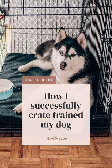 If you’re having trouble crate training your dog, just know that this is a process, and success does not happen overnight. It takes a lot of patience on your part. This blog outlines what you need to do to crate train your dog successfully. How To Train Your Dog To Sleep In Crate, How To Make A Dog Crate, How To Crate Train A Dog, Crate Training Whining, How To Crate Train An Older Dog, Crate Training Older Dog, How To Crate Train A Puppy, Dog Crate Decorating Ideas, Kennel Training A Puppy