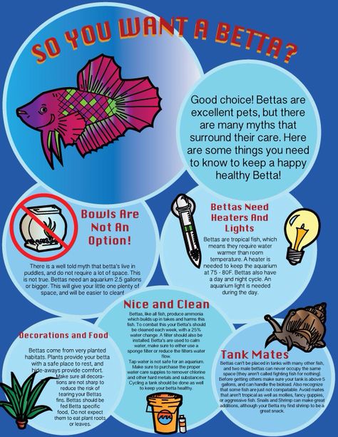 Betta fish are not "low maintenance" pets, they deserve to be cared for properly. Beta Fish Care, Betta Fish Tank Setup, Betta Care, Betta Fish Aquarium, Fish Facts, Betta Aquarium, Class Pet, Betta Fish Care, Betta Tank