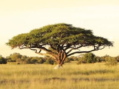 Protected Areas in East Africa May Not Be Conserving Iconic Plants Kenya Landscape Photography, Kenya Landscape, Africa Illustration, Savanna Grassland, Africa Trees, Cheetah Pictures, Giraffe Facts, Grassland Habitat, African Tree