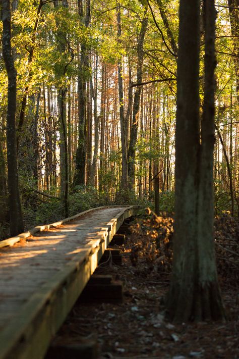 Mississippi is home to some of the most scenic hiking trails in the South. With routes ranging from easy and family-friendly to more adventurous and challenging, our state can accommodate all those who wish to experience the great outdoors first-hand. Let Visit Mississippi be your tour guide as you plan your next hiking trip – we will recommend trails worth checking out and provide insights on some of the things you should expect on your journey. Mississippi Nature, Mississippi Aesthetic, Visit Mississippi, Crawdads Sing, Mississippi Travel, American States, Anna Marie, Jackson Mississippi, Deep South