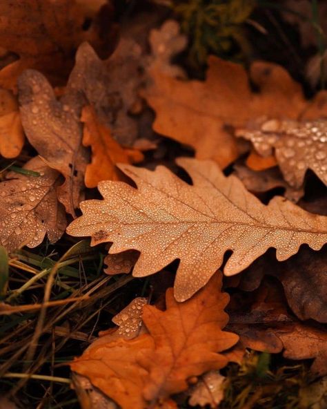 Gale Aesthetic, Witch Autumn, Cosy Fall, Autumn Magic, Nice Picture, Over The Garden Wall, Autumn Festival, Fallen Leaves, Wedding Site