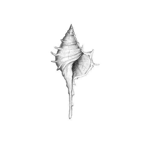 Unique Shell Tattoo, Shell Illustration Seashells, Sea Inspired Tattoo, Sea Shell Tattoo Design, Sea Shell Tattoos, Sea Shell Sketch, Sea Shells Tattoo, Sea Related Tattoos, Shell Tattoo Design