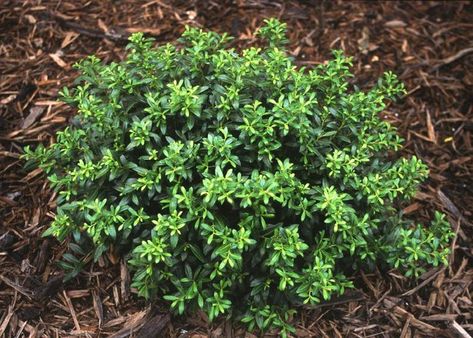 Low Maintenance Plants for Sale — PlantingTree™ Shrubs Around Patio, Tall Evergreen Shrubs, Soft Touch Holly, Sky Pencil Holly, Planting Zones, Ilex Crenata, Holly Shrub, Specimen Trees, Garden Shrubs