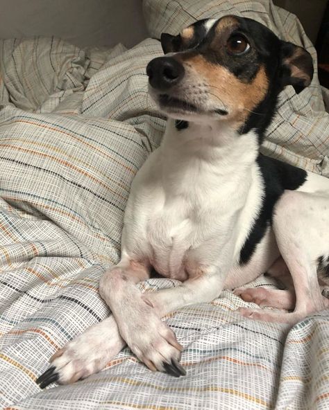 14 Things You Didn’t Know About the Rat Terrier | Page 2 of 3 | PetPress Rat Terrier Art, Miniature Fox Terrier, Rat Terrier Puppies, Jack Terrier, Rat Terrier Mix, Rat Terrier Dogs, Bully Dogs, Funny Rats, Toy Fox Terriers