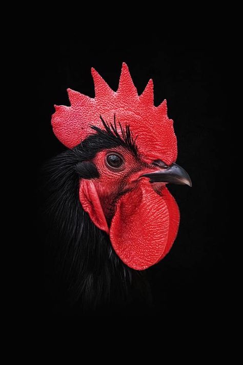 Regard Animal, Chicken Pictures, Rooster Painting, Beautiful Chickens, Chicken Painting, Rooster Art, Chicken Art, Chickens And Roosters, Arte Inspo