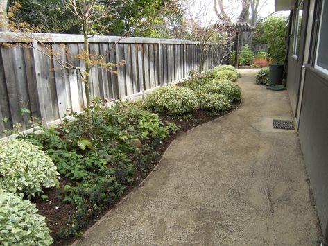 A Decomposed Granite path in a shady location.  Notice the concrete transition just at the outside door so DG is not tracked into house Backyard Herb Garden, Decomposed Granite Patio, Modern Garden Landscaping, Landscaping Shrubs, Succulent Garden Landscape, Garden Landscaping Diy, Succulent Landscape Design, Decomposed Granite, Landscaping Diy