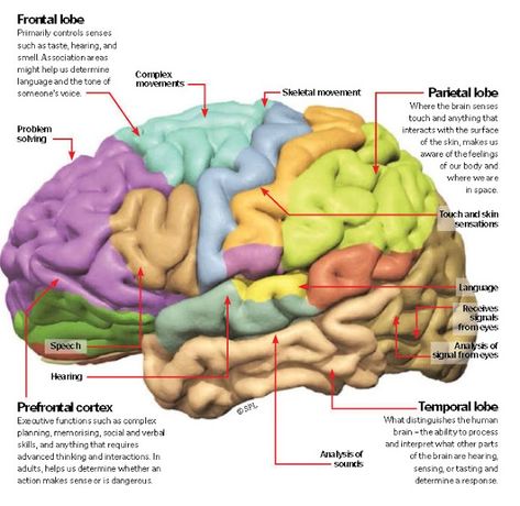 Functions of The Cerebral Cortex Frontal Lobe Function, Parietal Lobe, Temporal Lobe, Neck Anatomy, Cerebral Cortex, Frontal Lobe, Brain Anatomy, Brain Stem, Brain Exercise