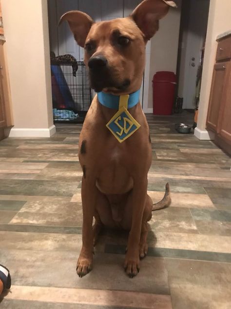 He went as scooby for his first Halloween - Album on Imgur Scooby Doo Dog Costume, Scooby Doo Disfraz, Scooby Dog, Scooby Doo Halloween Costumes, Cute Dog Halloween Costumes, Halloween Costume 2023, Scooby Doo Costumes, Dog Costume Ideas, Spooky Island