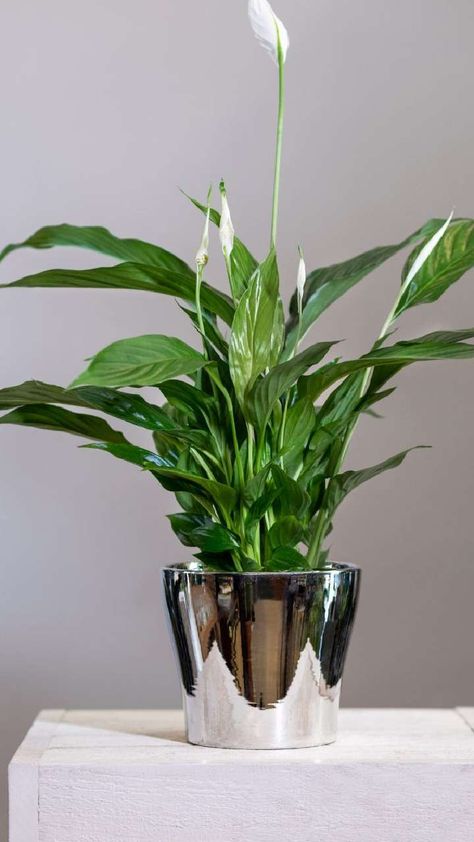 Peace Lily In Water Vase, Peace Lily Care, How To Grow Bananas, Lily Care, Peace Lily Plant, Lily Plant, Protect Your Peace, Banana Plants, Lily Plants