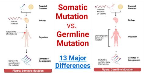 Mutations Human, Mutations Biology, Cell Definition, Microbiology Notes, Rh Factor, Biology Ideas, Somatic Cell, Cell Forms, Dna Replication