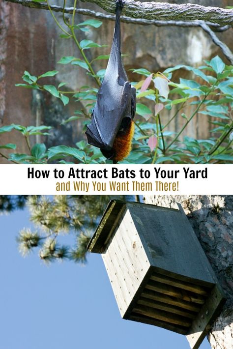 Bat House Diy, How To Attract Bats, Attract Bats, Bat Habitat, Build A Bat House, Bat House Plans, Backyard Birds Watching, Bat Facts, Bat Box