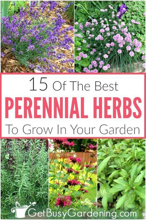 This list of perennial herbs is perfect for growing in containers and pots, or in your garden. It includes many of your favorite herbs found in teas and used for cooking any recipe - like mint, lavender, rosemary, sage, oregano, chives, and many more! Many of these perennial herb plants will flower, are drought tolerant, medicinal, and some are even good for shade. Get tons of ideas, and find out which ones are hardy enough to survive the winter in your growing zone. #herbgardening #gardening Herbs To Grow, Herbs List, Growing Lavender, Herb Garden Design, Best Perennials, Survival Gardening, Perennial Herbs, Starting A Garden, Herbs Indoors