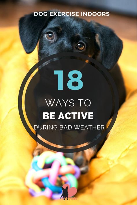 18 ways to be active during bad weather --> Dog Exercise Indoors - How to Be Active During Bad Weather #dogexercise #dogexerciseideas #activedog #dogactivities #doggames #dogplaying #dogplaygroundideas #doggamesbrain #doggamesindoor Dog Games Indoor, How To Be Active, Indoor Dog Activities, Ways To Be Active, Indoor Dog Park, Canine Enrichment, Dog Training Tricks, Dog Kennel Designs, Loose Leash Walking