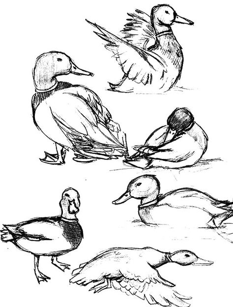 Duck Coloring Pages, How To Draw Birds, Draw Birds, Mallard Duck, Mallard, Ducks, To Draw, Coloring Pages, Birds